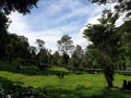 Tea tree Puncak Cisarua indonesia