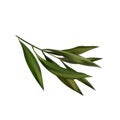 Tea Tree Realistic Branch Icon. Object Isolated On White Background
