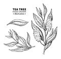 Tea tree vector drawing. Isolated vintage illustration of medical plant leaves on branch.