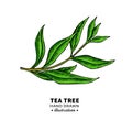 Tea Tree Vector Drawing. Isolated Vintage Illustration Of Medical Plant