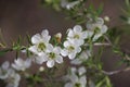 Tea Tree White Flowers