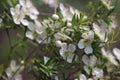 Tea Tree White Flowers