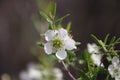 Tea Tree White Flowers