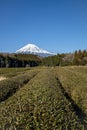 Tea trees farm with Fuji Mountian view in Fujinomiya, Royalty Free Stock Photo