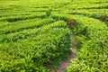 Tea trees with green leaves on tea plantation in summer Royalty Free Stock Photo