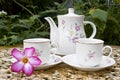 Tea for Two in the Garden with Desert Rose Flower