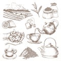 Tea vector drink herbal beverage with dry leaves in tea-cup on teatime illustration set of teapot and cup in tea-caddy