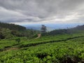 Tea wonders and high skies.