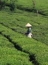 Tea worker working on tea hill