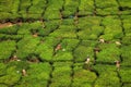 Tea workers harvesting tea in the green lush tea plantation hills and mountains around Munnar, Kerala, India