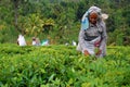 Tea Workers at the Tea Plantation in Sri Lanka