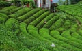 Tea workers working in peaceful tea fields Royalty Free Stock Photo