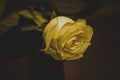 Tea yellow rose delicate beautiful flower