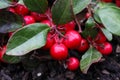 Teaberry Gaultheria procumbens Royalty Free Stock Photo
