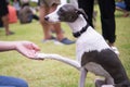 Teach Italian Greyhound which wearing leather collar sitting in the summer park to shake hand Royalty Free Stock Photo