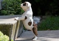 Teaching puppy stairs Royalty Free Stock Photo