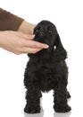 Teaching puppy to stand Royalty Free Stock Photo