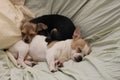 Teacup chihuahua dogs 1101 Royalty Free Stock Photo