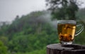 A teacup on old log with lush green jungle background, mist and gray sky in rainy cool morning, copy-space Royalty Free Stock Photo