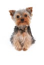 Teacup Yorkshire Terrier Royalty Free Stock Photo