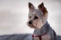 Teacup Yorkshire Terrier. Yorkshire Terrier silky coat and a bright personality Royalty Free Stock Photo