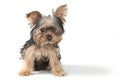 Teacup Yorkshire Terrier on White Background Royalty Free Stock Photo