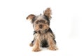 Teacup Yorkshire Terrier on White Background Royalty Free Stock Photo