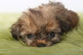 Teacup Yorkshire Terrier on White Background Royalty Free Stock Photo