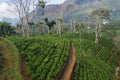 Teafield in the hills of Sri Lanka Royalty Free Stock Photo