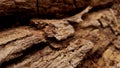 Teak bark texture with natural brown color