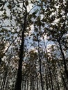 Teak forest behind the house