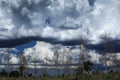 Teak Forest in cloudy day. Royalty Free Stock Photo