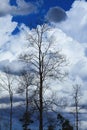 Teak Forest in cloudy day. Royalty Free Stock Photo