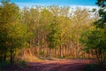 Teak Forest in the Farm