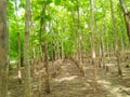 Teak forest in india. teak farm, forest, green, field.