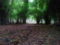 Teak forest in tallest teak tree.in india, teak farm.