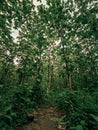 Teak Forest Tuban East Java Royalty Free Stock Photo