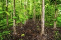 Teak forests in the environment