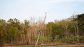 Teak forests and other trees that dry up due to long drought