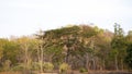 Teak forests and other trees that dry up due to long drought