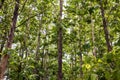 Teak forests to the environment . Teak leaf on tree low angle view .