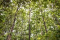 Teak forests to the environment . Teak leaf on tree low angle view .