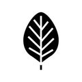 teak leaf glyph icon vector illustration