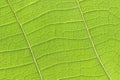 The teak leaf texture Royalty Free Stock Photo
