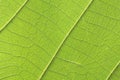 The teak leaf texture Royalty Free Stock Photo