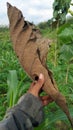 Teak leaves that have fallen and have dried up