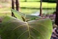 Teak leaf texture