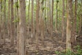 Teak natural forest, Luang Prabang, Laos Royalty Free Stock Photo