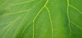 Teak plant leaf closeup