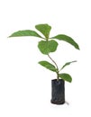Teak plant isolated on white background